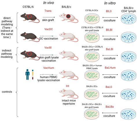 Ijms Free Full Text Tcr Sequencing In Mouse Models Of Allorecognition Unveils The Features