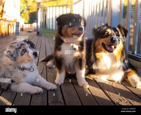 Black tri blue merle fotografías e imágenes de alta resolución Alamy