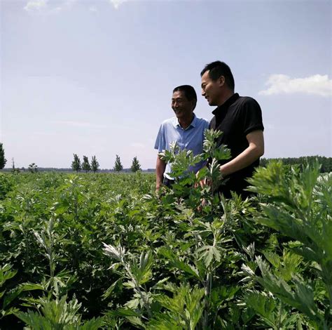 艾草种植-南阳张仲景艾草研究发展中心