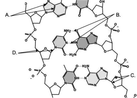 IB Biology Past Paper Questions Flashcards | Quizlet 