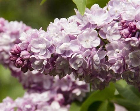 Lilac Plants Lilacs Syringa Vulgaris BELLE De NANCY PINK Syringa