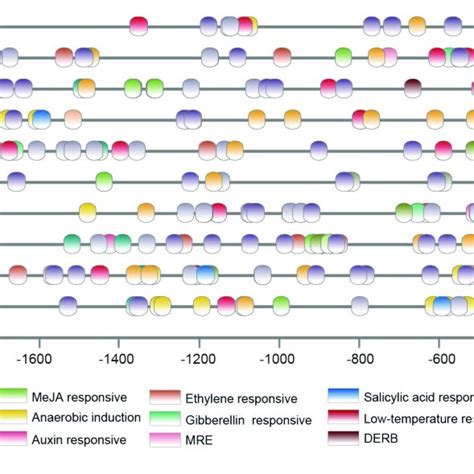 Predicted Cis Elements In The Promoter Regions Of Cacol Genes