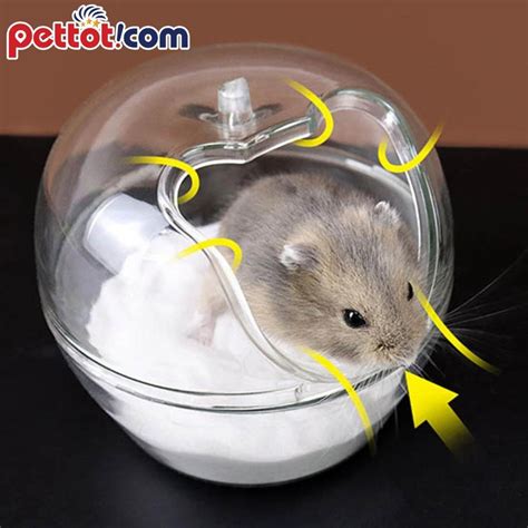 Chuột Hamster Bị đau Mắt Shop Thú Cưng Phụ Kiện Thú