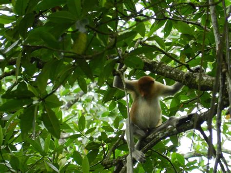 10 Incredible Proboscis Monkey Facts Az Animals