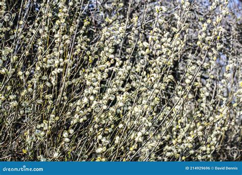 Pussy Willow Background Poster Showing White Willow Buds In Springtime Stock Photo