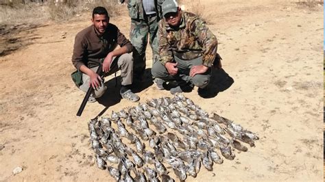 Découvrez la Chasse aux Grives en Tunisie Kchasse Tunisie Blog