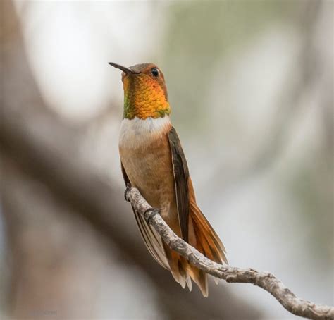 Look for These 8 Species of Hummingbirds in Texas - Birds and Blooms