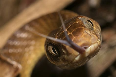 Native Reptiles Of Papua New Guinea - WorldAtlas