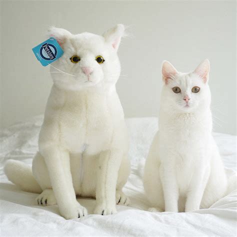 Stuffed Animal of Your Pet, Pet Pillows, Pet Products | Petsies