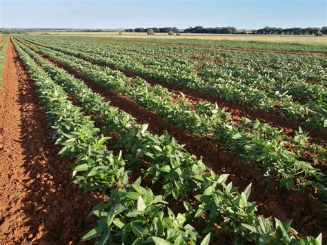 Cowpea Field