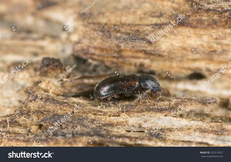 Cryptic Slime Mold Beetle Images Stock Photos And Vectors Shutterstock