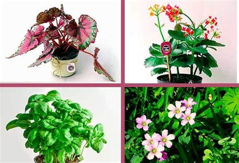 Tipos De Plantas Ornamentales 5 Formas De Clasificarlas • Neea Flora