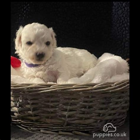 Bichon Frise Sale Rowley Fields Leicestershire KC Registered