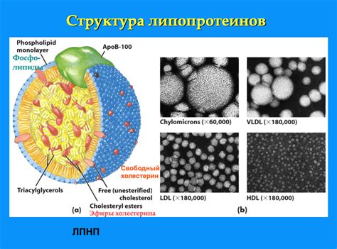Высокочувствительные тропонины