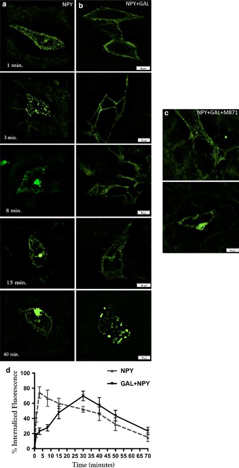 Analysis Of Y Egfp Agonist Induced Receptor Internalization After