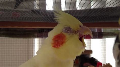 Why Do Cockatiels Yawn Understanding Your Bird S Behavior