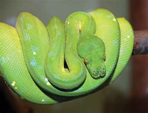 Python | snake group | Britannica.com