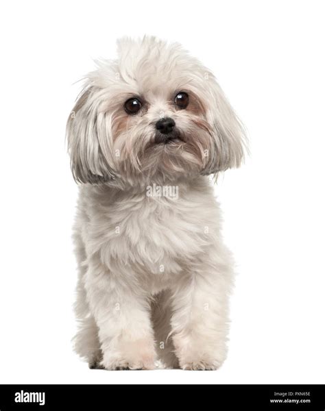 Bolognese Dog Hi Res Stock Photography And Images Alamy 42 Off
