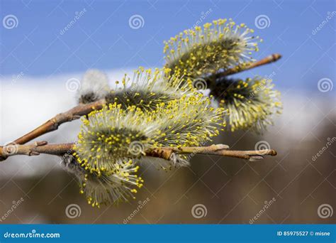 Pussy Willow Stock Image Image Of Blue March Fluffy