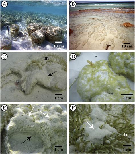 Stromatolites and surface microbial mats of Highborne Cay, Bahamas. A ...