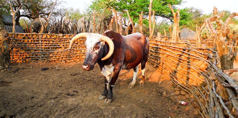 BESTE Delfine Und Wale Beobachten Shakaland 2024 KOSTENLOS