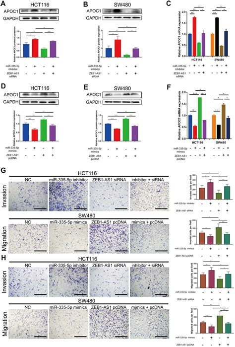 ZEB1 AS1 Regulates APOC1 Expression By Competing For MiR 335 5p To