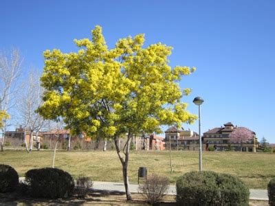 The World´s Tree Species: Silver wattle: Spring Blossom Series