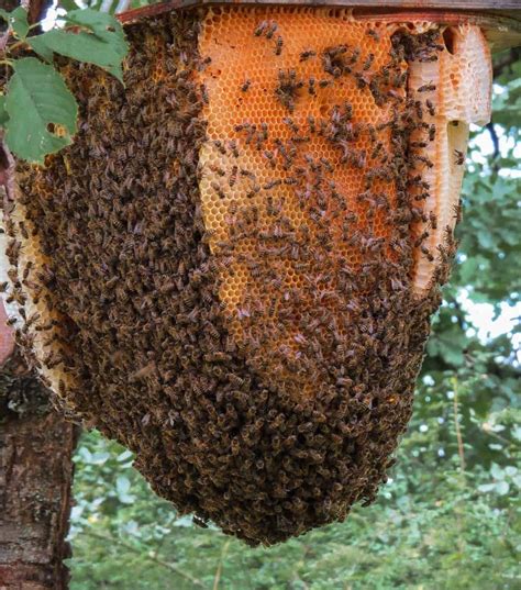 Honeycomb Vs Beehive Difference And Comparison