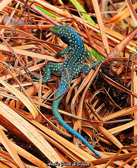 The Aruba Whiptail Lizard Aruba Flora And Fauna Facebook