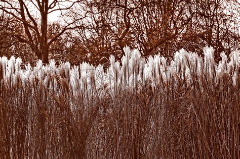 Free Pampas Grass Nature Images Pixabay