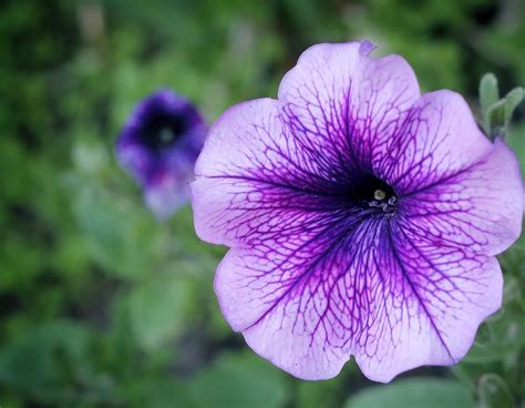 Lovely Purple Flowers