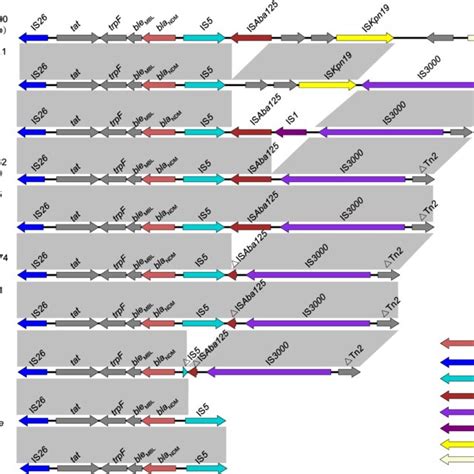 Genetic Environments Of Bla NDM In Plasmids Of E Coli Isolates Arrows