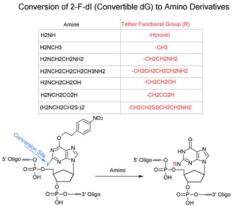 Convertible DG 2 F DI Oligo Modifications From Gene Link