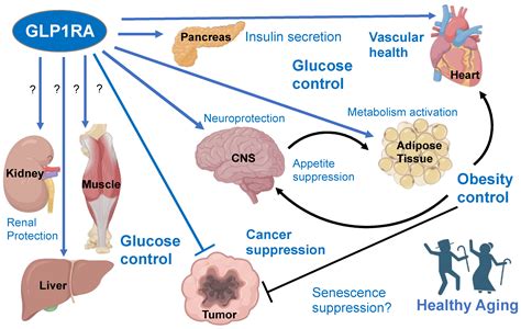 Cells Free Full Text Glp1 Receptor Agonists—effects Beyond Obesity