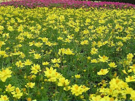 Hạt Giống Hoa Sao Nhái Vàng Cam 100gr Siêu Thị Hạt Giống