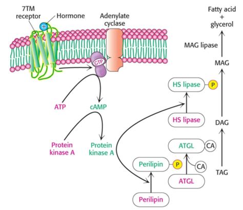 Ch 27 28 Biochemistry Fatty Acid Degradation And Synthesis Flashcards