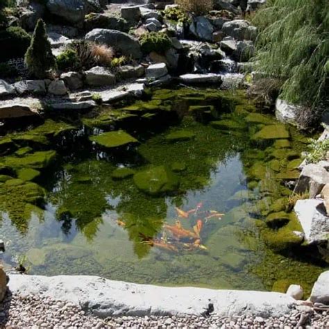 How To Get Crystal Clear Koi Pond Water Top Methods Pond Informer