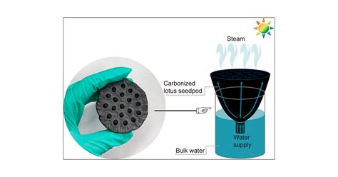 Hierarchical Porous Carbonized Lotus Seedpods For Highly Efficient