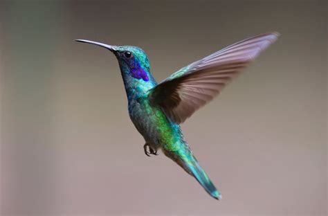 Colibrì Mille Animali