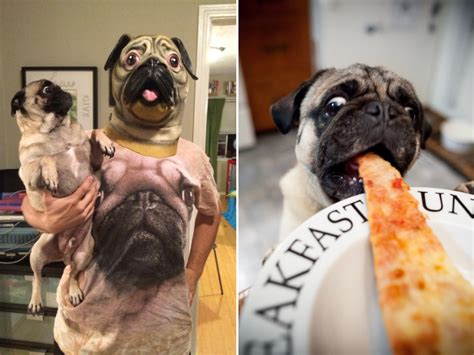 Pugs Are The Funniest Dogs