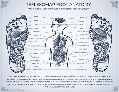 Anatomical Foot Body Reflexology Connection Chart Wordlayouts