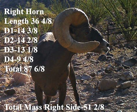 Jay Scott Outdoors Desert Bighorn Sheep Scoring And Field Judging What