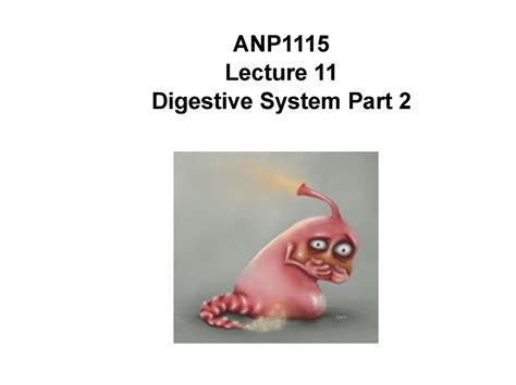 ANP1115 Lecture 11 Digestive System Part 2 ANP Lecture Digestive