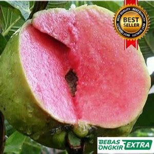 Jual Kondisi Berbuah Berbunga Hasil Okulasi Bibit Jambu Kristal Merah