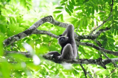 Danum Valley Tour 3D2N | Borneo Adventure