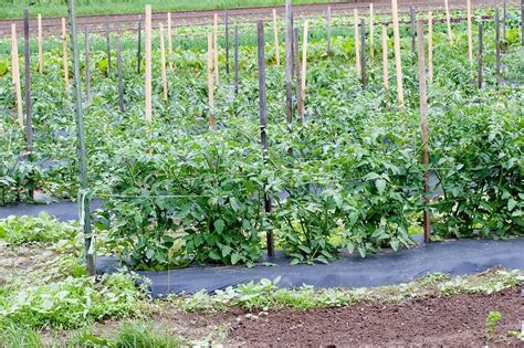 22 Tomato Plant Garden Ideas For This Year Sharonsable