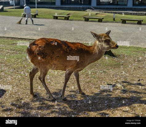 Wild Deer In Nara Park Japan Deer Are Symbol Of Nara Greatest Tourist