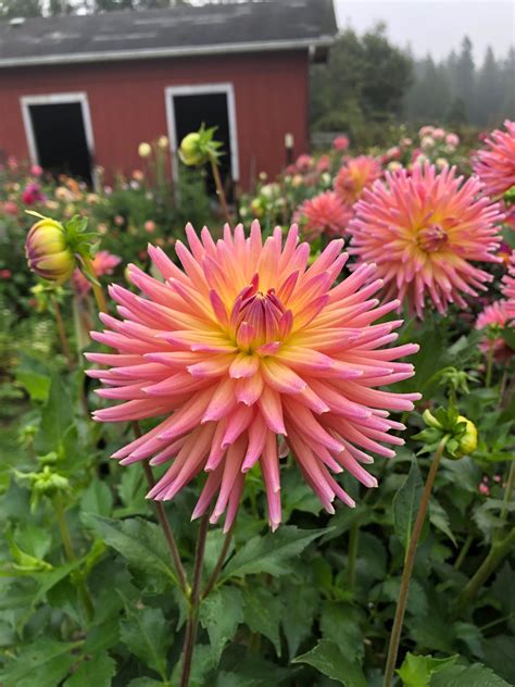 Southern Belle Dahlia — Kamilles Flowers