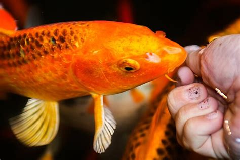 Ga Saint Malo Bassin Tactile Grand Aquarium De Saint Malo