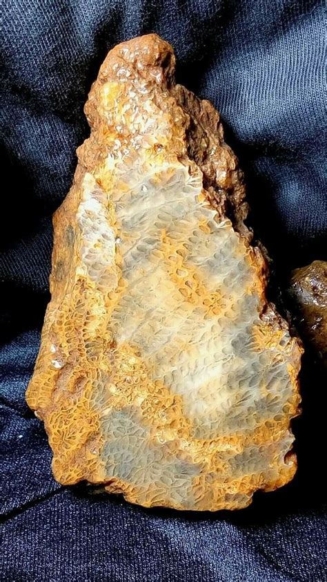 Pin Di Indonesian Fossil Coral